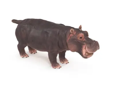  Hippo Textured 