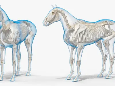  Horse Skeleton Anatomy Rigged 
