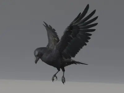  Raven Animated 