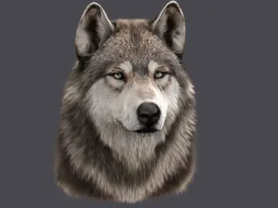  Wolf Head (FUR) 