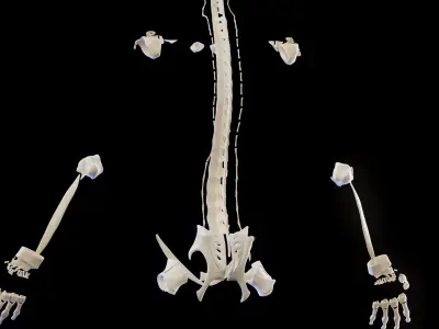  Male Ligaments Skeletal and Muscular System 