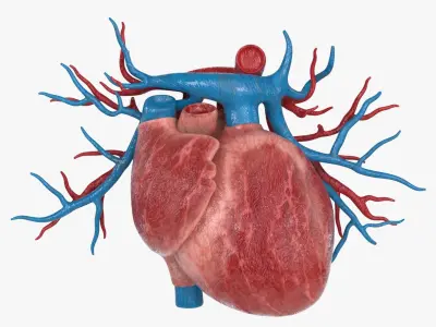 Heart BronchialVessels 