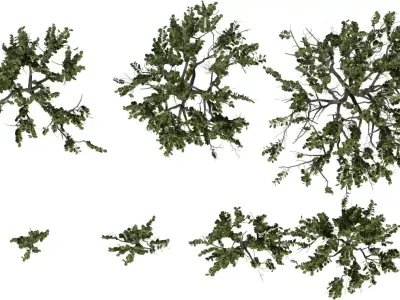 Realistic Shrub   Bush Growth Pack Low-poly 3D model