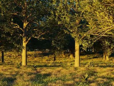 August Forest 3D model