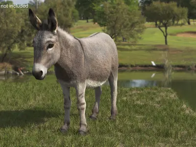  Domestic Donkey Standing Fur 