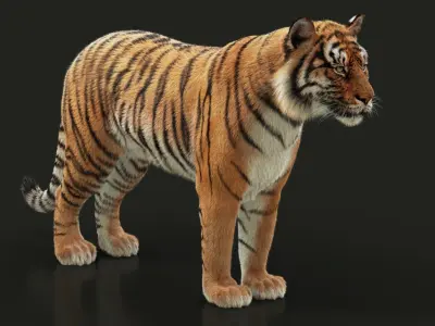  Bengal Tiger RIG XGEN 