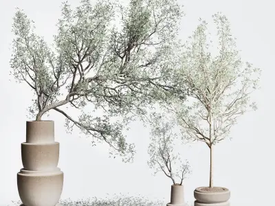 Olive tree in an old earthenware vase indoor collection 266 3D model