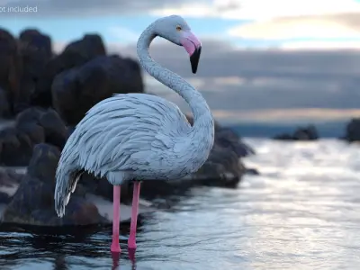  Albino Flamingo Bird White Rigged for Maya 
