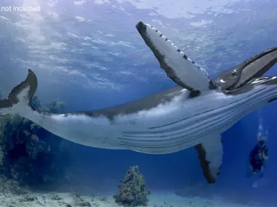  Realistic Humpback Whale Rigged for Cinema 4D 