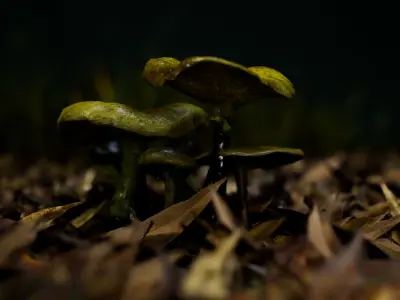 Mushrooms pack 1 Low-poly 3D model