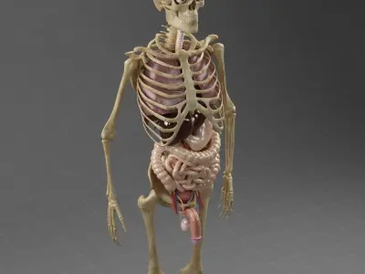 Anatomy Internal Organs Male 3D model