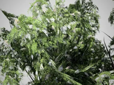 Black Elder Flowers Tree Low-poly 3D model