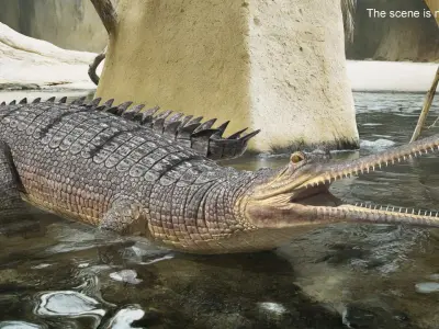  Indian Gharial Crocodile Rigged for Maya 