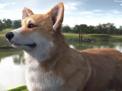  Pembroke Welsh Corgi Dog Fur for Cinema 4D 