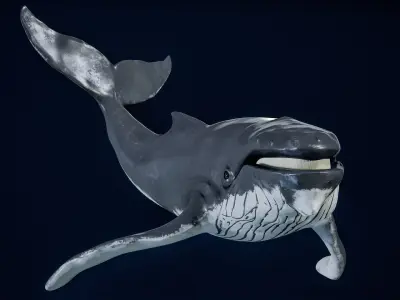  Humpback Whale Rigged PBR 