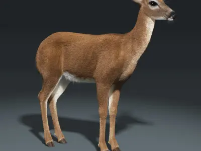  White Tailed Doe(FUR)(ANIMATED) 