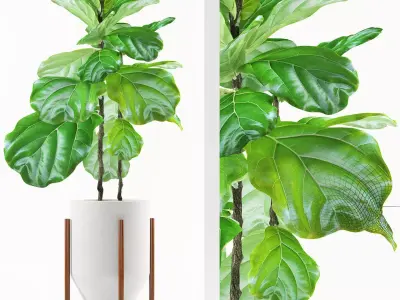 ficus plants 113 3D model