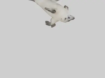 Seal pup playing model 3D model
