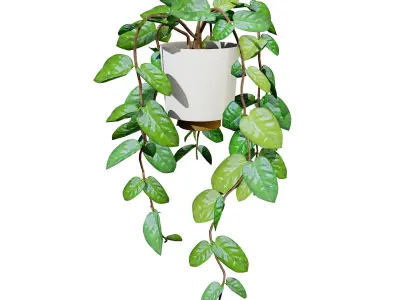 Indoor Hoya potted plants collection Low-poly 3D model