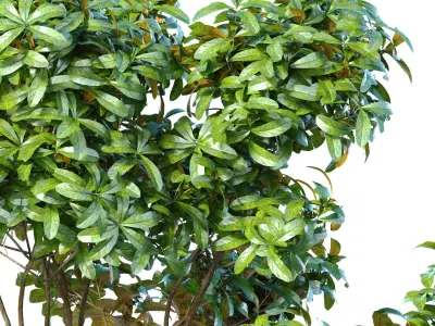 Garden plant tree shrub Bush Backyard 3D model