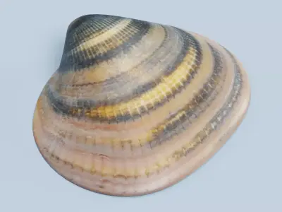 Clam V6 - Realistic Hard Shell 3D model