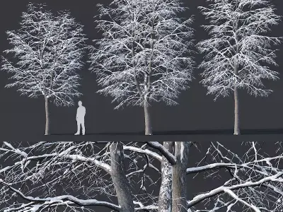 Tilia europaea Nr 6 H7-9m Three winter tree set 3D model