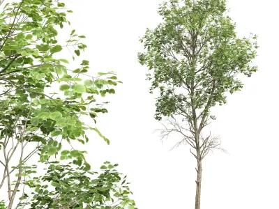AV Betula Pendula and Fagus Sylvatica 3D model