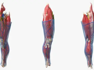  Human Knee Joint Anatomy Rigged for Cinema 4D 