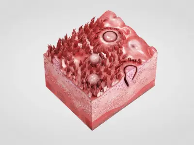 Tongue with cross section Anatomy 3D model