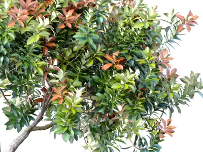 Decorative Evergreen Beautiful Garden Outdoor Tree Shrub 3D model