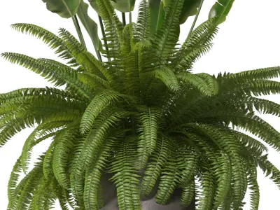 Fern in a pot 3D model