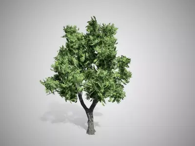 Green Ash Tree Low-poly 3D model