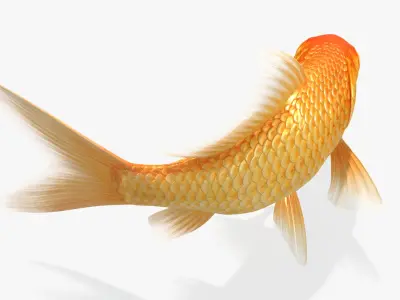  Goldfish (Animated) 