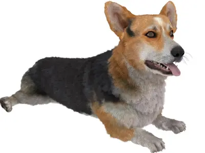  Tricolor Welsh Corgi Pembroke Resting Pose Fur for Cinema 4D 