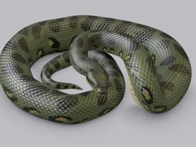  Green Anaconda - Rigged 