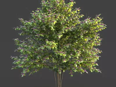 XfrogPlants Eastern Redbud - Cercis Canadensis  3D model