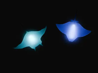 Indirect lighting of stingray and manta ray 3D model
