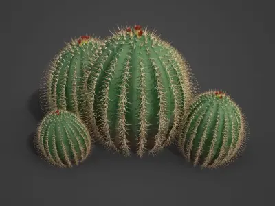 2021 PBR Arizona Barrel Cactus - Ferocactus Wislezenii  3D model