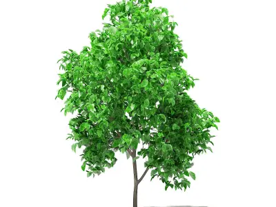 Grapefruit Tree 3D model