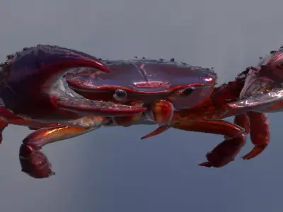 Realistic 3D Crab 3D model