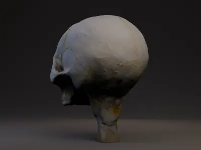 Photogrammetry Realistic Skull 8k 3D model