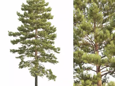 Pinus Sylvestris 34 3D model