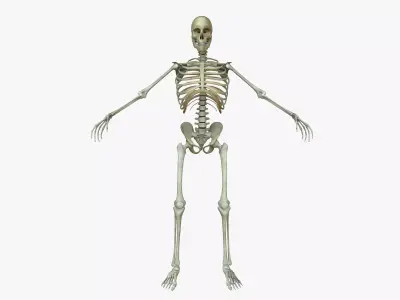 Male Human Skeleton 3D model