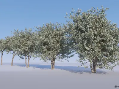 Silver Buttonwood - Conocarpus Erectus 3D model