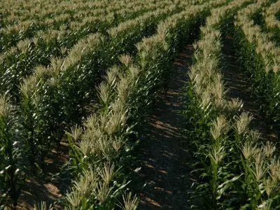 Farm Landscape 3d Scene Low-poly 3D model