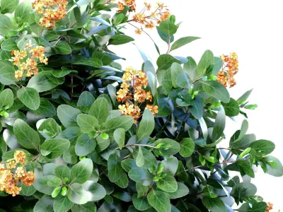 Decorative flowering garden plant tree shrub italian vase pot 3D model