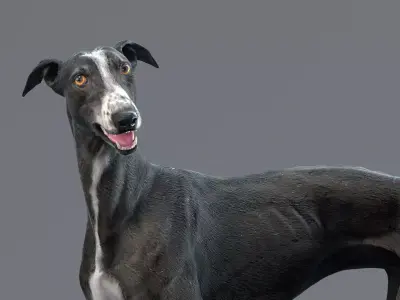 Greyhound Black Rigged 3D model