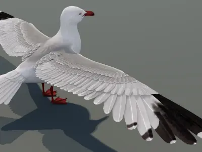  Seagull 