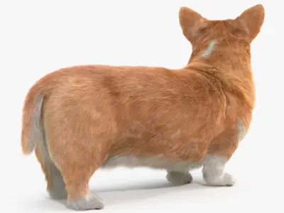  Pembroke Welsh Corgi Dog Standing Pose Fur for Cinema 4D 