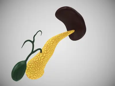 Pancreas and Spleen with Cross-Section 3D model